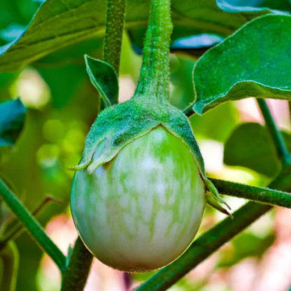 Semillas de berenjena redonda tailandesa