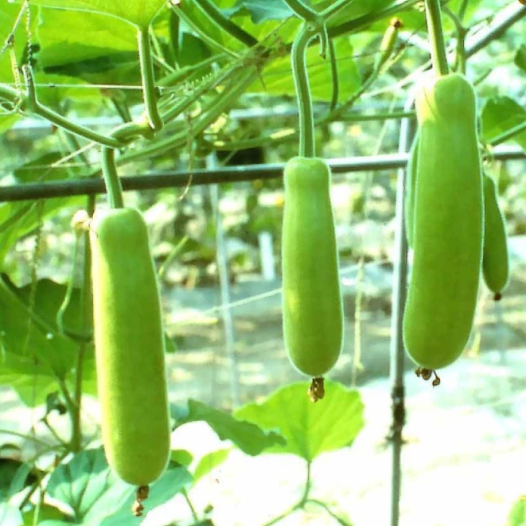 Semi di verdura di zucca bottiglia