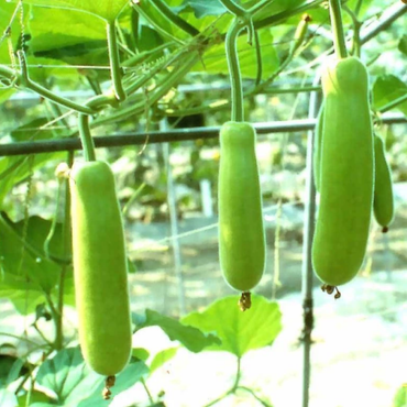 ヒョウタン野菜の種子