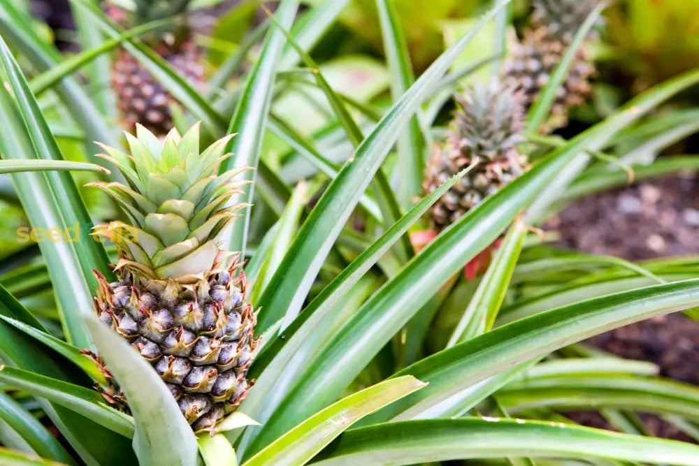Pineapple Seeds for Planting Grow Your Own Pineapple Fruits