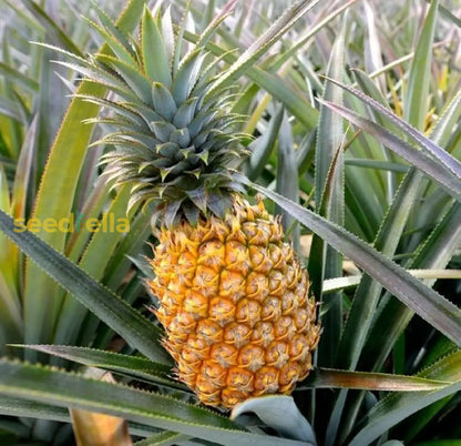 pineapple seeds planting Pineapple Seeds For Planting Grow Your Own Pineapple Fruits Organic Garden Seeds – Pure Asia Seeds