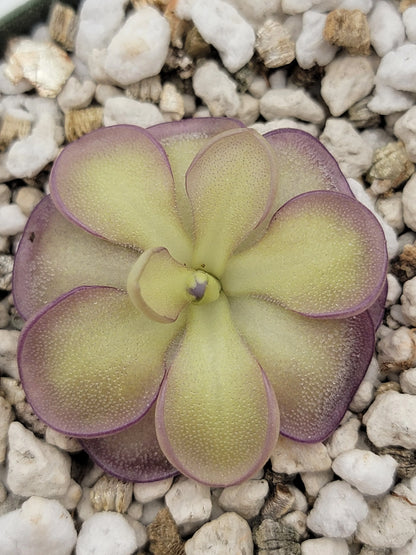 Pinguicula Cyclosecta Flower Seeds