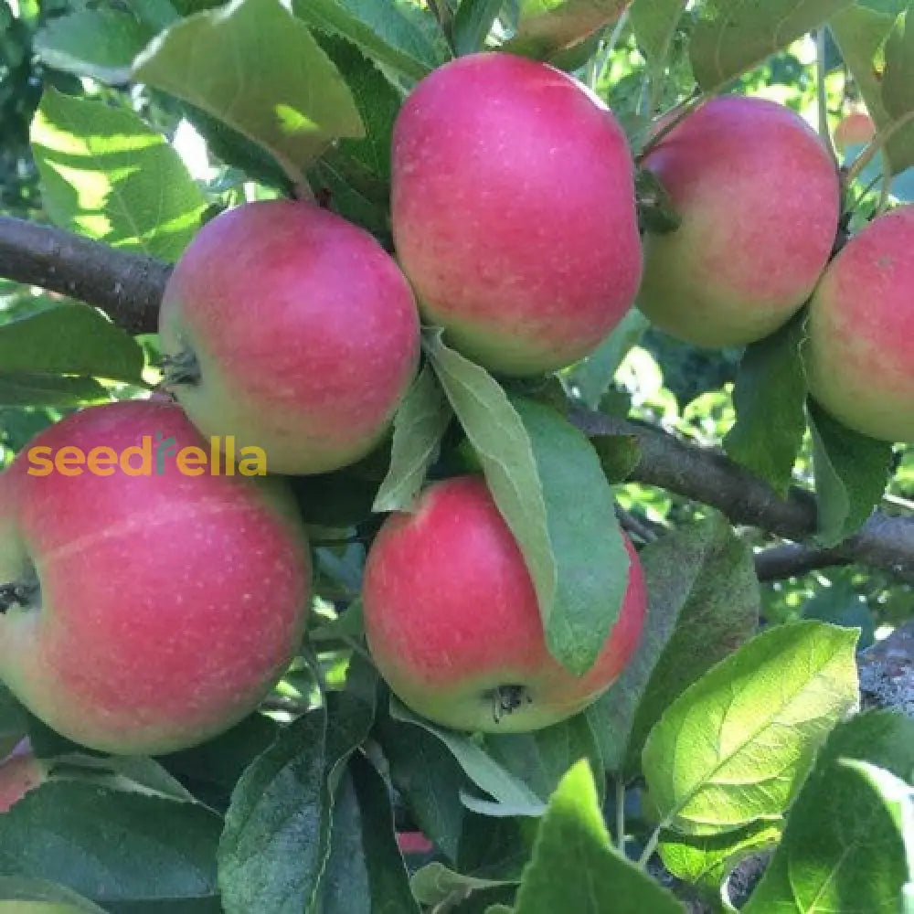 Pink Apple Fruit Seeds For Easy Planting heirloom non-gmo organic garden seeds