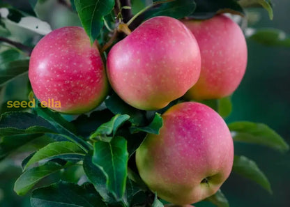 Pink Apple Fruit Seeds for Easy Planting
