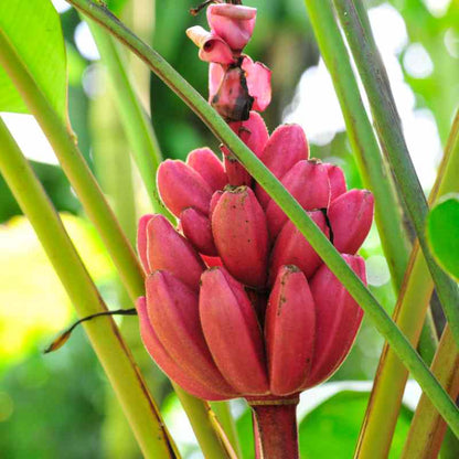 Musa Velutina Fruchtsamen