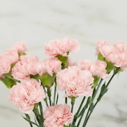 Baby Pink Carnation Flower seeds for Planting - Premium Quality, Heirloom & GMO Free Seeds for Home Garden