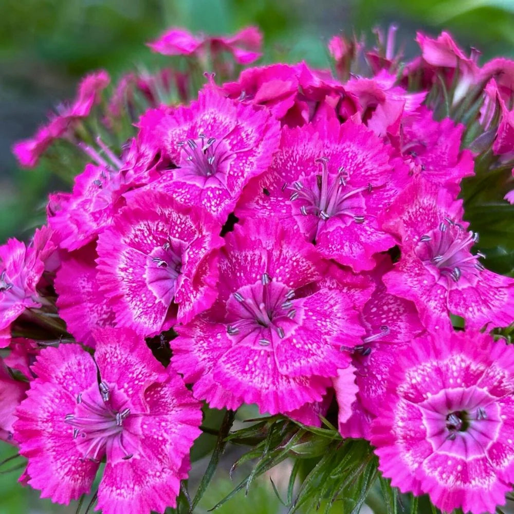 Pink William Flower seeds for Planting - Perfect for Borders, Heirloom & GMO Free Seeds for Home Garden