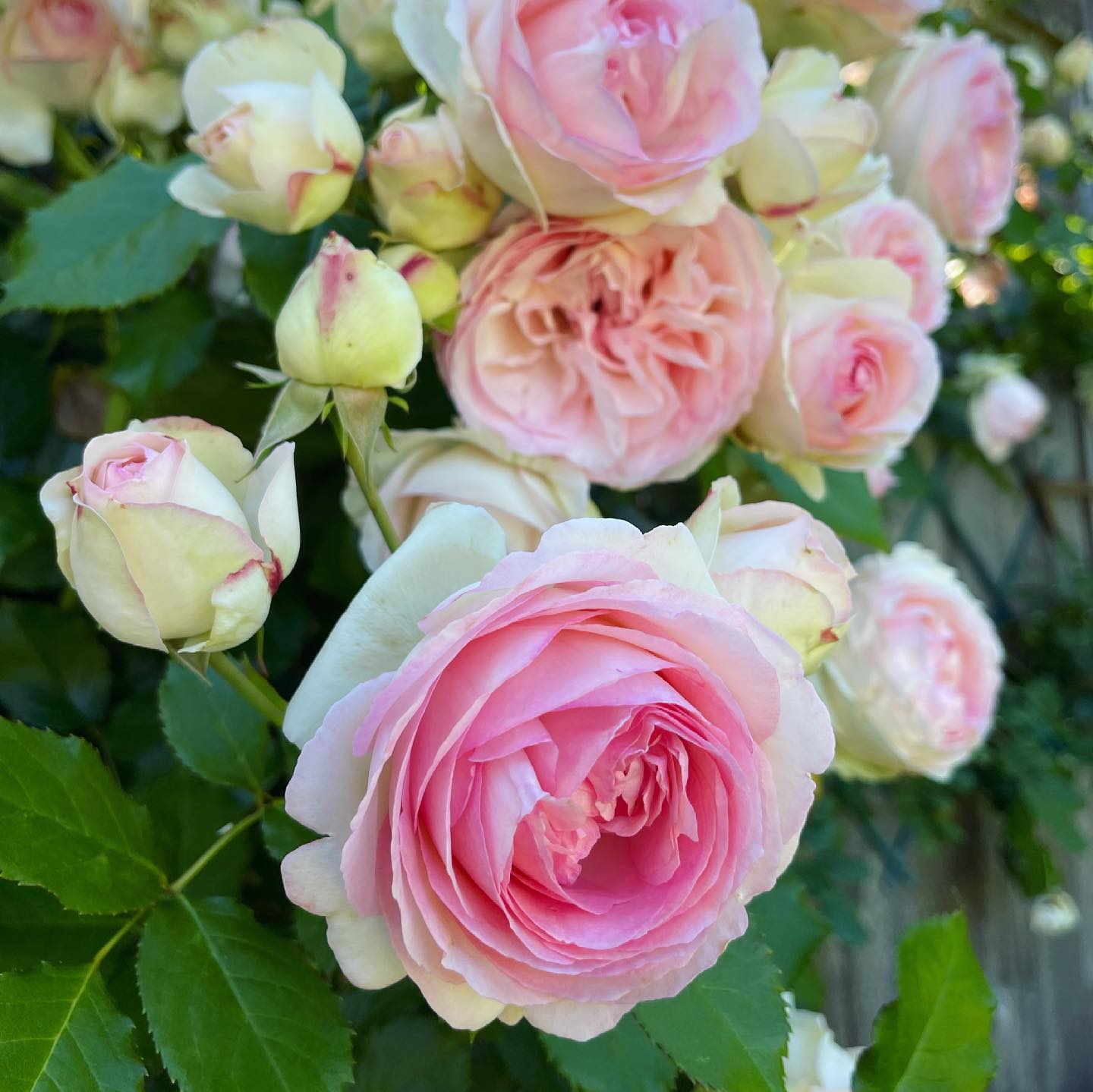 Eden Climbing Rose - Graceful & Fragrant Climbing Rose Bush for Your Garden