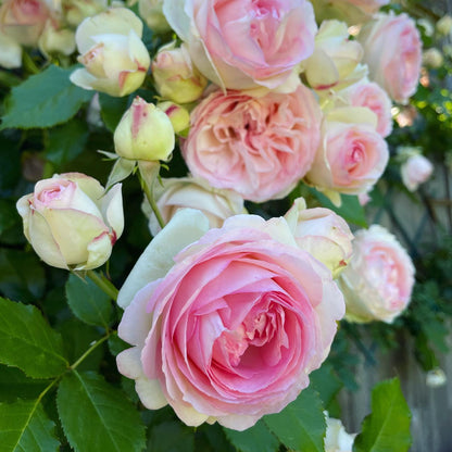 Eden Climbing Rose - Graceful & Fragrant Climbing Rose Bush for Your Garden
