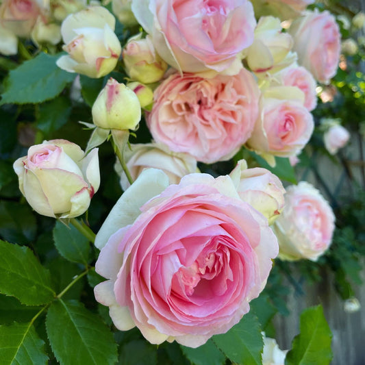 Eden Climbing Rose - Graceful & Fragrant Climbing Rose Bush for Your Garden