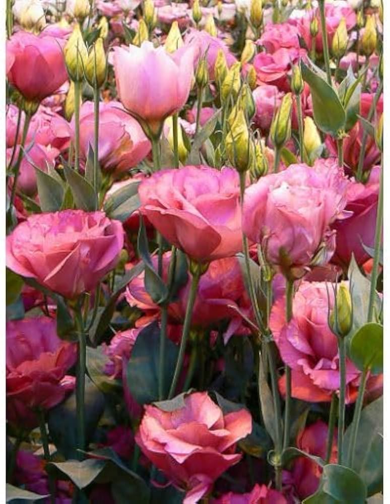 Pink and White Eustoma Flower Seeds