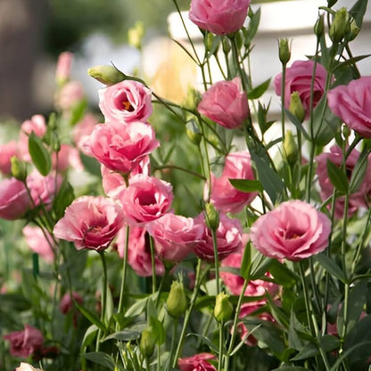 Elegant Pink Eustoma Garden Blooms
