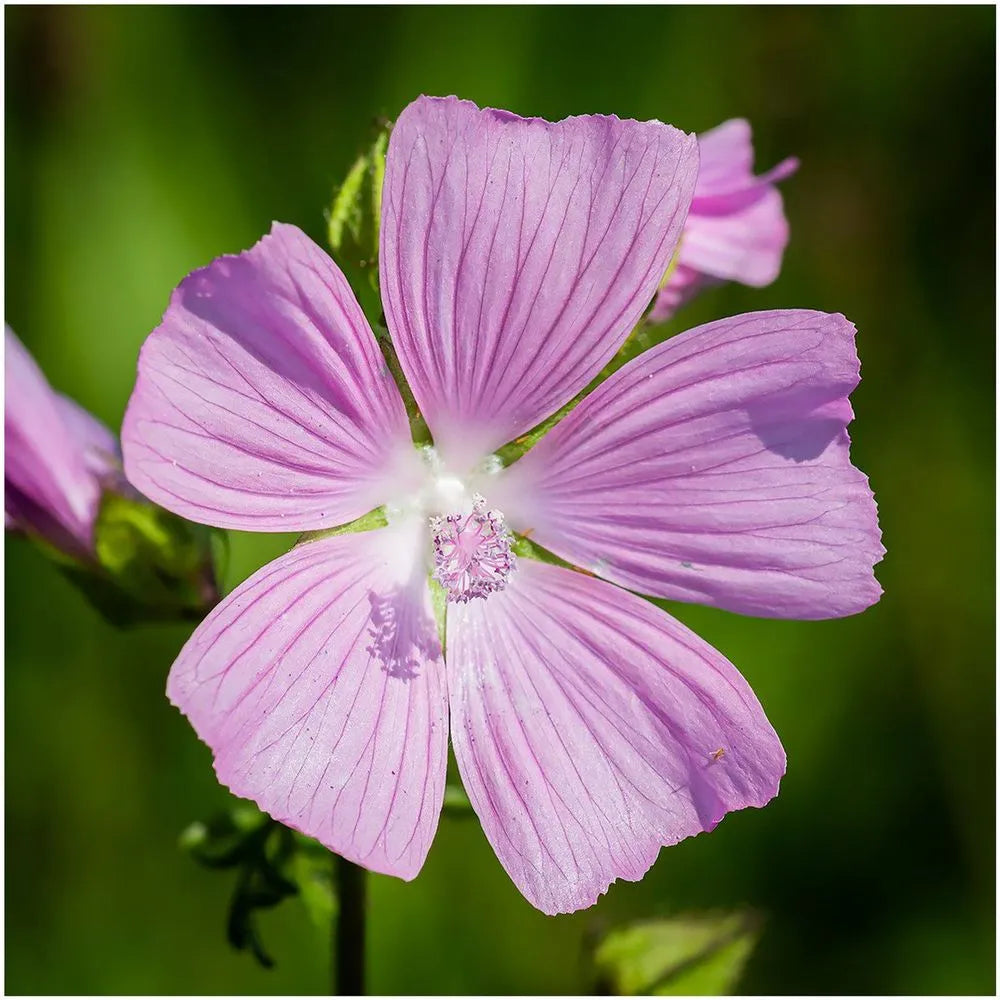 Pink Musk Mallow Seeds for Planting
