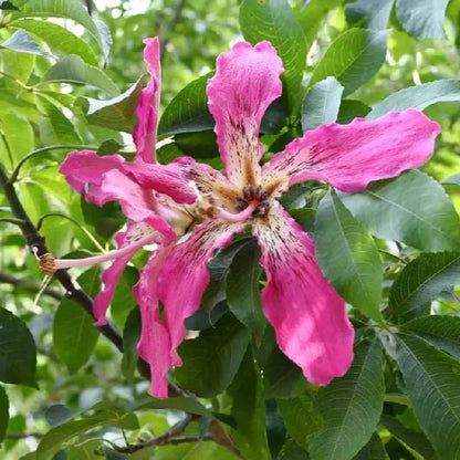 Chorisia Insignis Blütensamen zum Pflanzen – Hochwertige, traditionelle und gentechnikfreie Samen für den Hausgarten