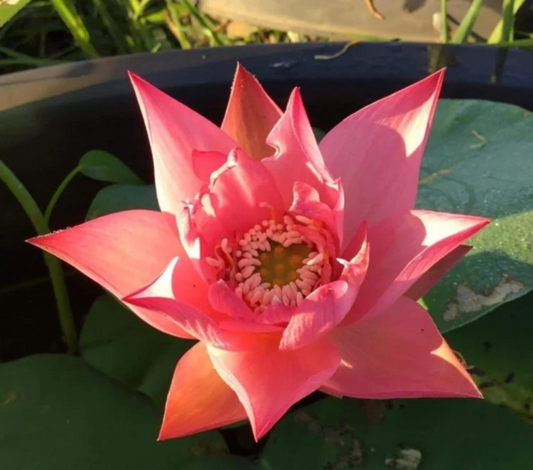 Star Lotus Seeds – Unique Star-Shaped Petal Aquatic Flower for Garden Ponds