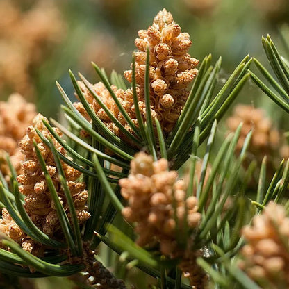 Pinienkernbaumsamen
