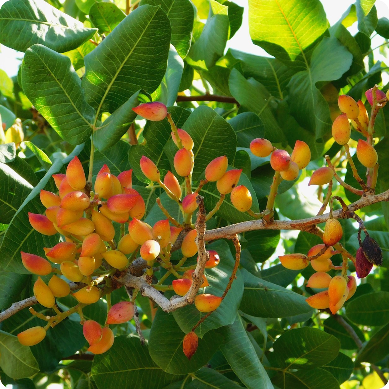 Pistache Fruit Seeds