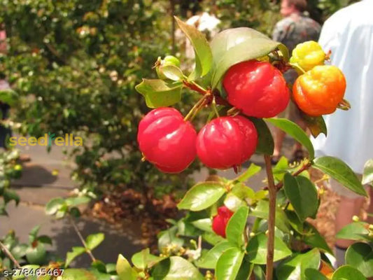 Pitanga Fruit Seeds For Planting Grow Your Own Tropical Delight heirloom non-gmo organic garden seeds