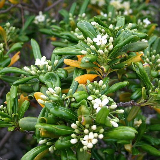 Pittosporum Tobira Flower Seeds