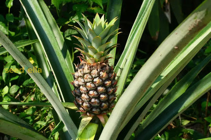 Pineapple Fruit Seeds for Planting