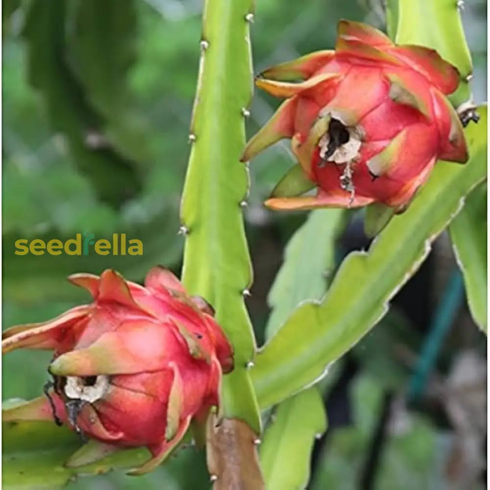 Pitaya Seeds Collection for Easy Planting