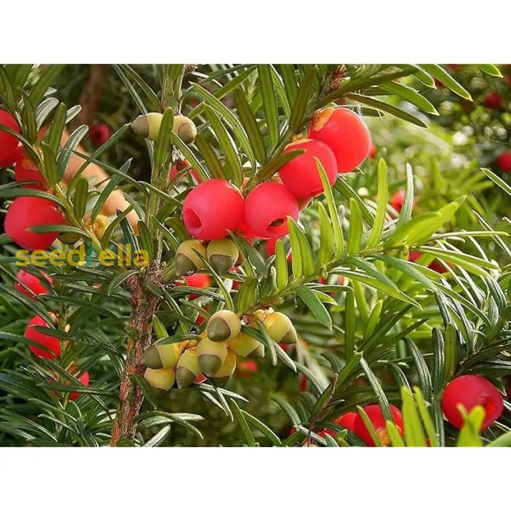 Eibe Samen Zum Pflanzen Für Üppiges Eibenwachstum In Ihrem Garten Samen Für  Üppiges Laub Und Zeitlose Eleganz Biologische Gartensamen – Pure Asia Seeds