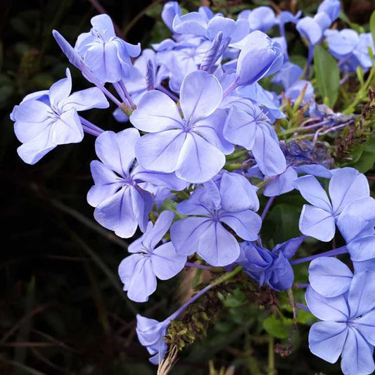 Light Purple Auriculata Flower seeds for Planting Low Maintenance Heirloom & GMO Free Seeds for Home Garden
 
 Sale