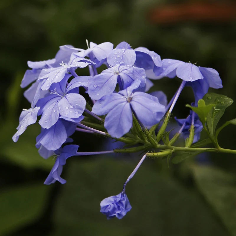 Light Purple Auriculata Flower seeds for Planting Low Maintenance Heirloom & GMO Free Seeds for Home Garden
 
 Sale