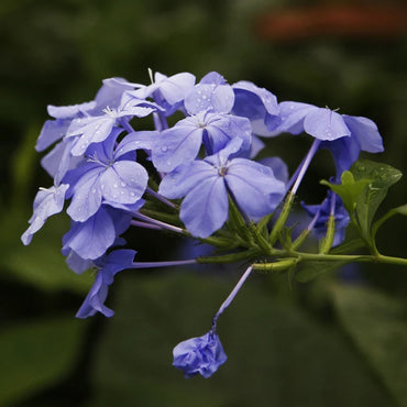Light Purple Auriculata Flower seeds for Planting Low Maintenance Heirloom & GMO Free Seeds for Home Garden
 
 Sale