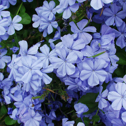 Blue Plumbago Flower Seeds