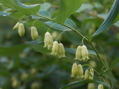 Solomon's Seal Plant Seeds