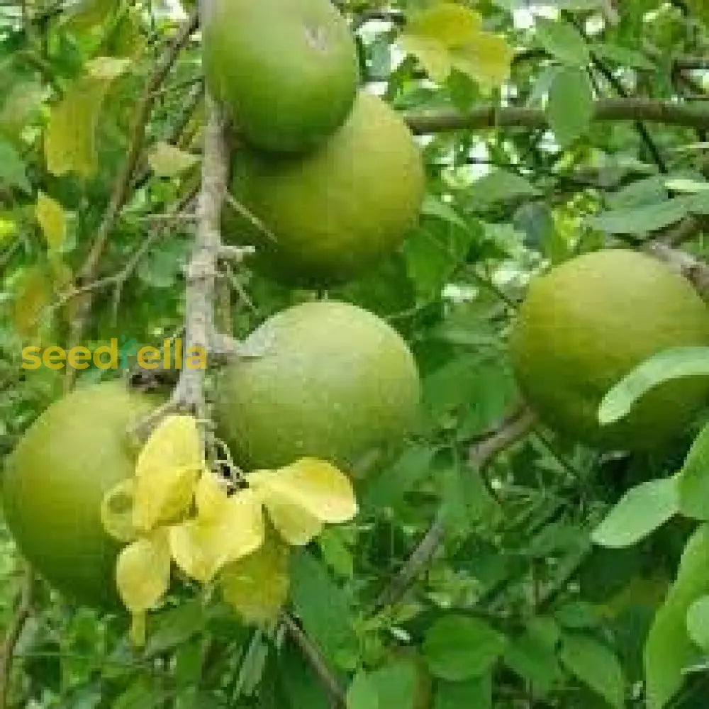 Pomelo Fruit Seeds For Planting Grow Exotic Citrus Fruit At Home, Sweet & Juicy Pomelo Tree Seeds heirloom non-gmo organic garden seeds