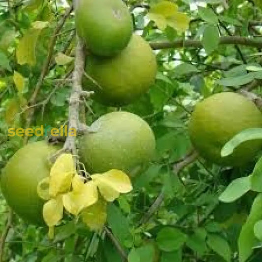 Pomelo Fruit Seeds For Planting Grow Exotic Citrus Fruit At Home, Sweet & Juicy Pomelo Tree Seeds heirloom non-gmo organic garden seeds