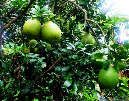 Pomelo Fruit Seeds for Planting - Grow Exotic Citrus Fruit at Home, Sweet & Juicy Pomelo Tree Seeds
