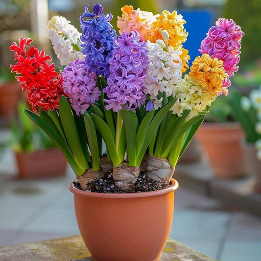 ヒヤシンスの花の種まき用 - 切り花に最適、伝統種で遺伝子組み換えなしの家庭菜園用種子