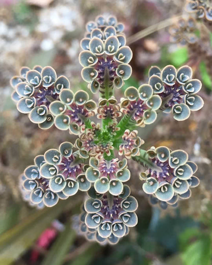 Rare Dark Blue Kalanchoe Flower Seeds