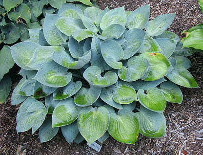 Hosta 'Prairie Sky' Plant Seeds