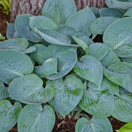 Hosta 'Prairie Sky' Plant Seeds