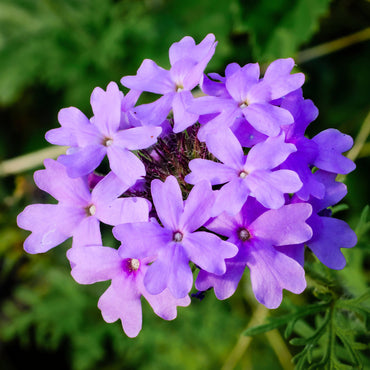 Purple Moss Verbena Flower Seeds