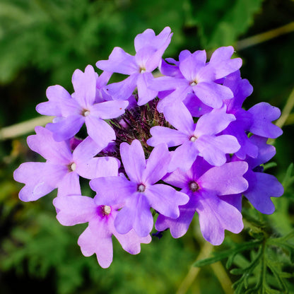 Purple Moss Verbena Flower Seeds
