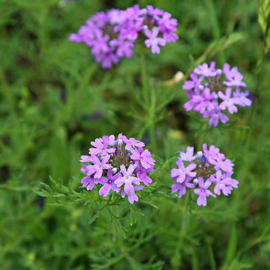 Purple Moss Verbena Flower Seeds