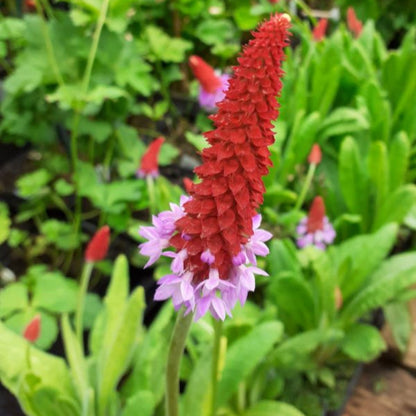 Primula Vialii Flower Seeds