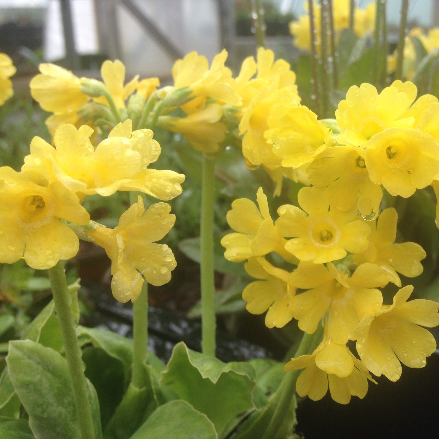 Primula Auricula Flower Seeds