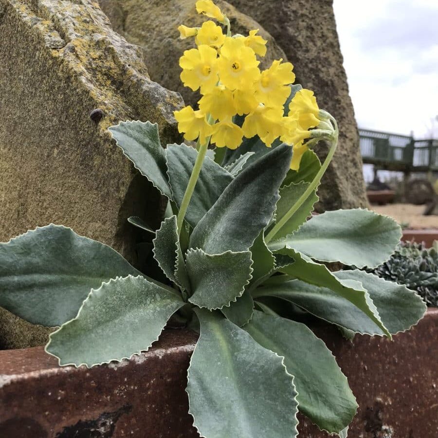 Primula Auricula Flower Seeds