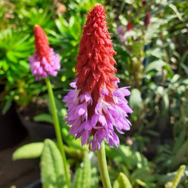 Primula Vialii Flower Seeds