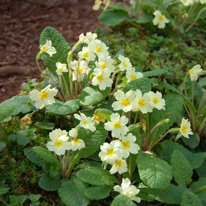 Primula Flower Seeds