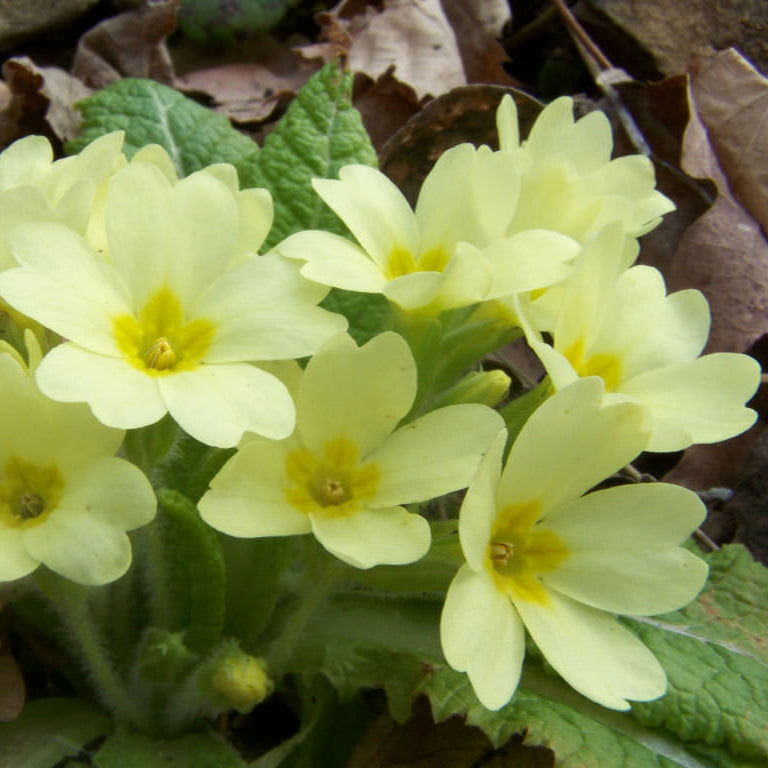 Primula Flower Seeds