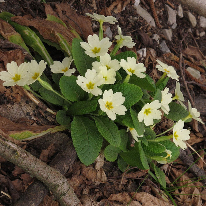 Primula Flower Seeds