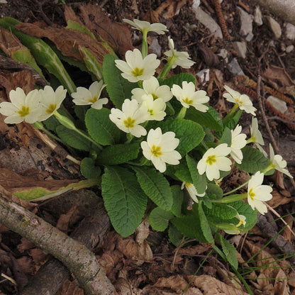 Primula Flower Seeds