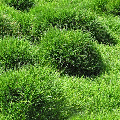 Zenith Zoysia Grass Herb Seeds